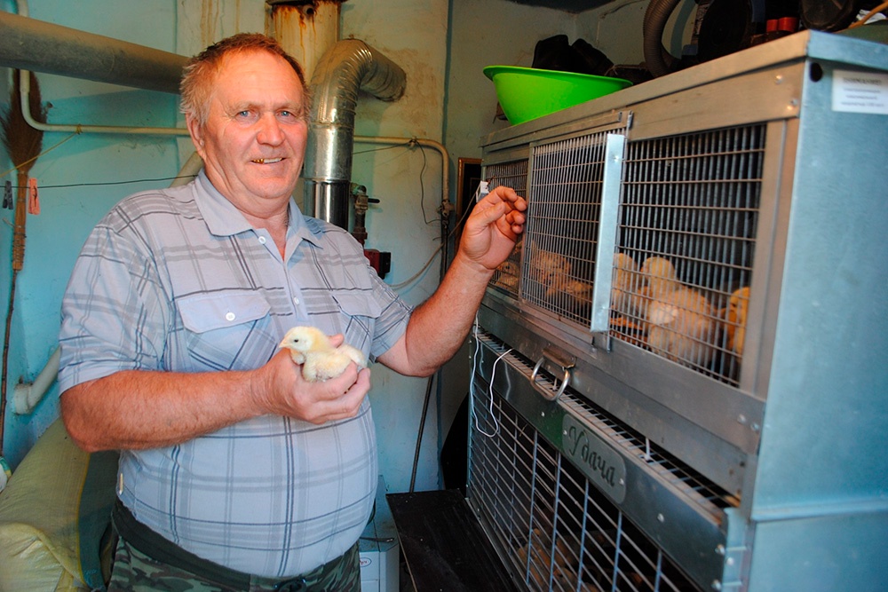 Полученные деньги Петины вложили в обновление хозяйства, также купили цыплят и кур-несушек. 