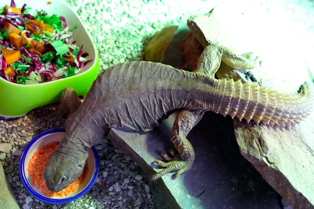 Шипохвостам в Москве обеспечили богатый рацион.