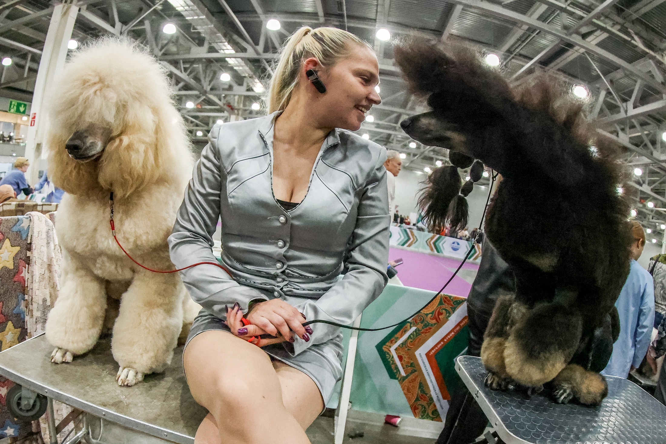 Роскошно стриженные пудели были, безусловно, самыми элегантными участниками.