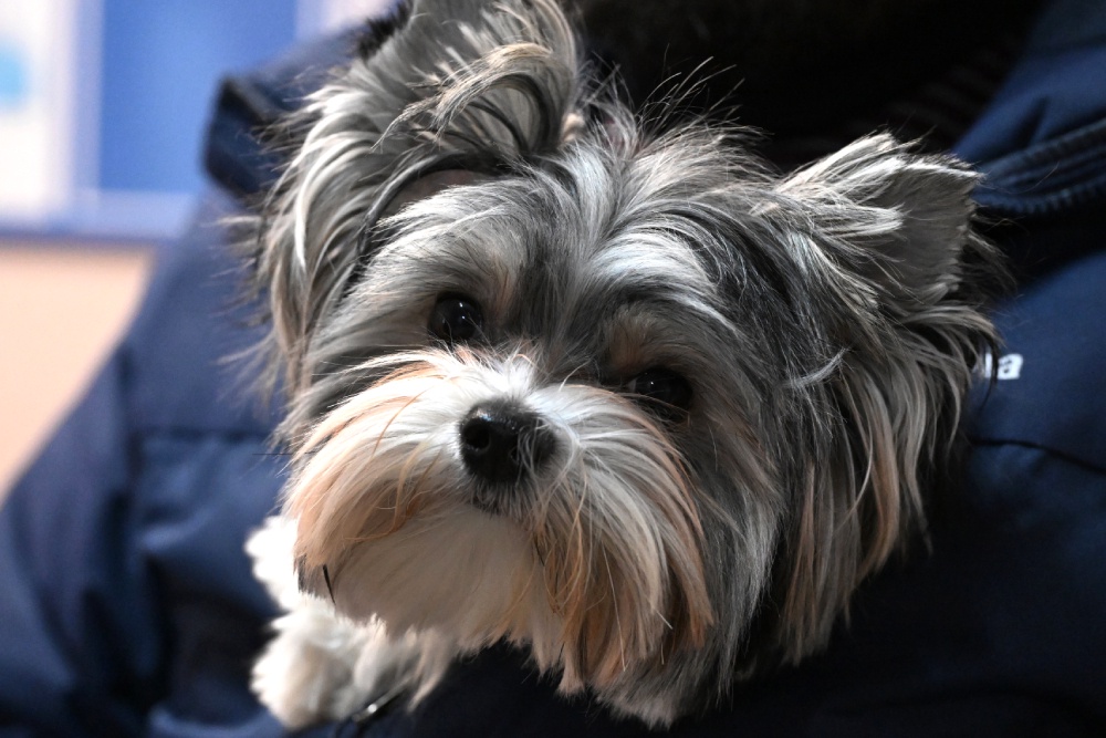 Суд не нашел убедительных доказательств, что пес не тот. Ведь в момент передачи хозяйка сама взяла его на руки и никаких сомнений не высказала.