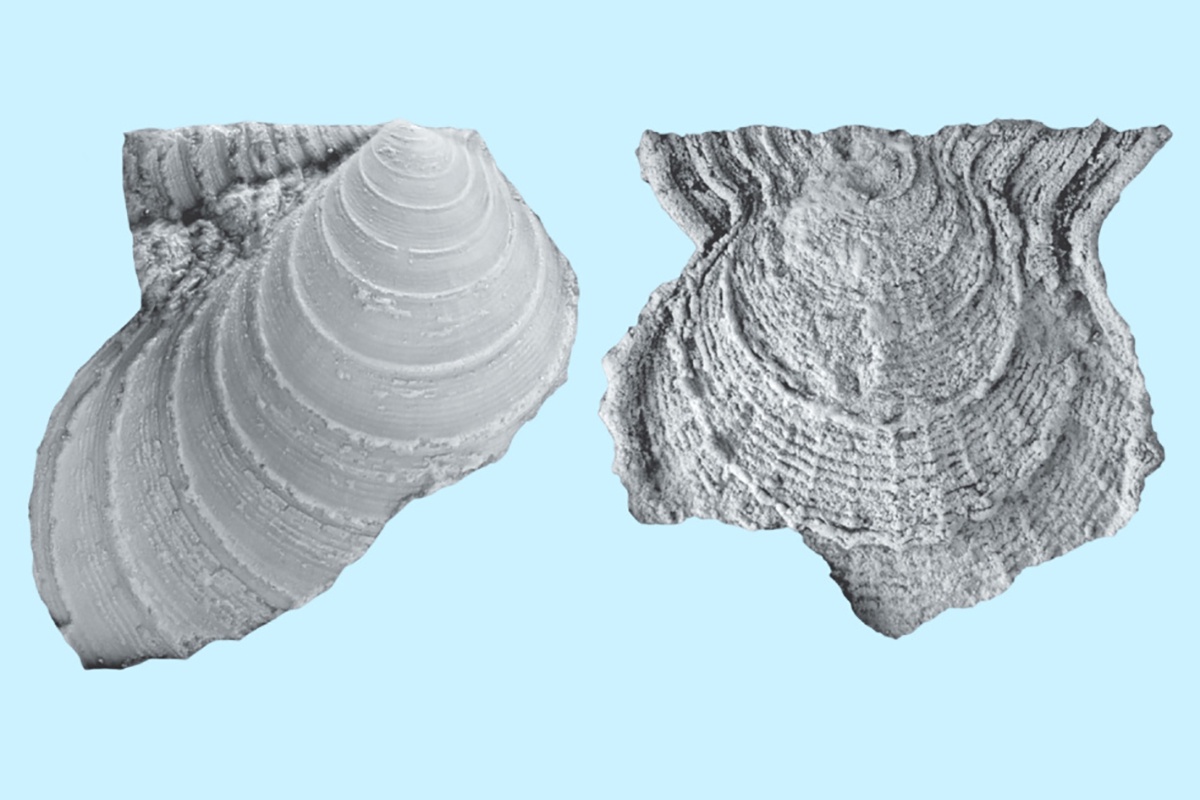 Ареал Annuliconchidae двигался вслед за изменениями климата: во время похолоданий ареал смещался на север, во время потеплений - на юг.