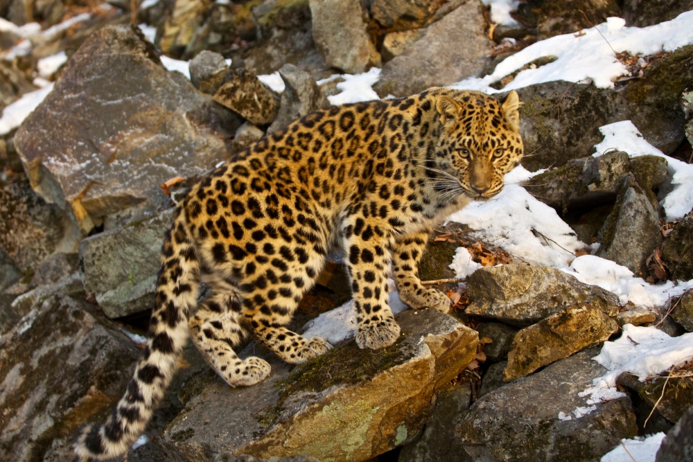 "Земля леопарда" по праву считается самой кошачьей ООПТ в России, ведь здесь обитают сразу четыре вида диких кошек - дальневосточный леопард, амурский тигр, обыкновенная рысь и дальневосточный лесной кот.