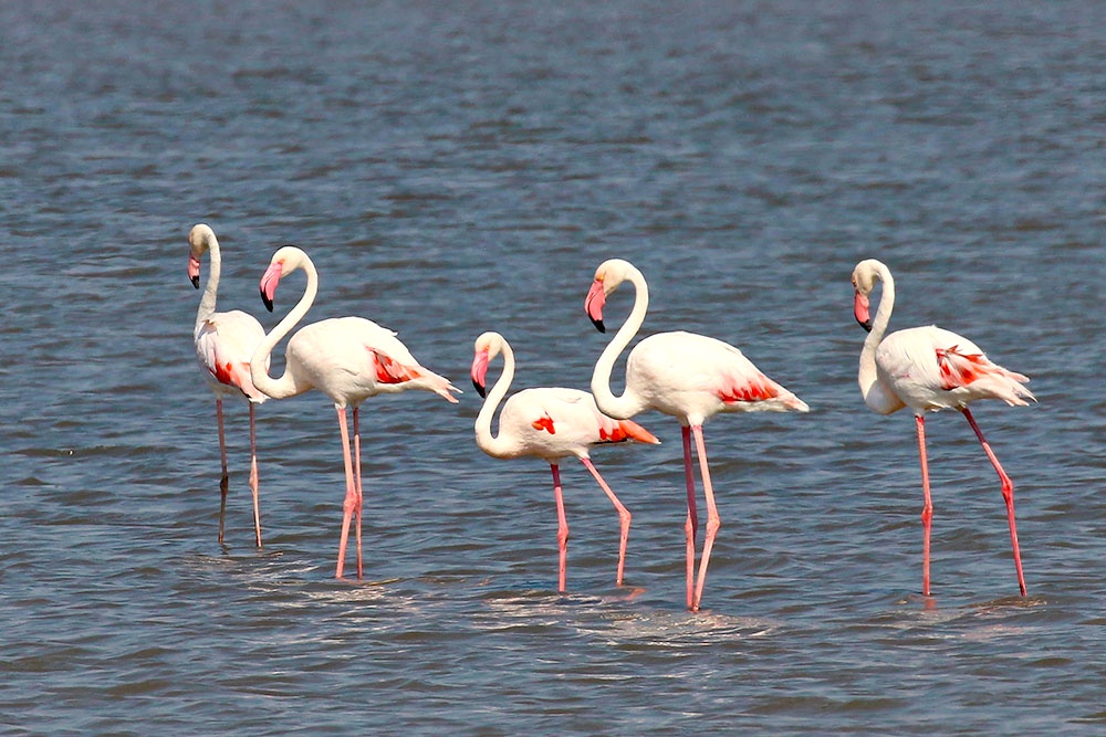 Колония розовых фламинго в Крыму. В 2024 году птицы впервые свили гнезда на полуострове и выели более 100 птенцов.