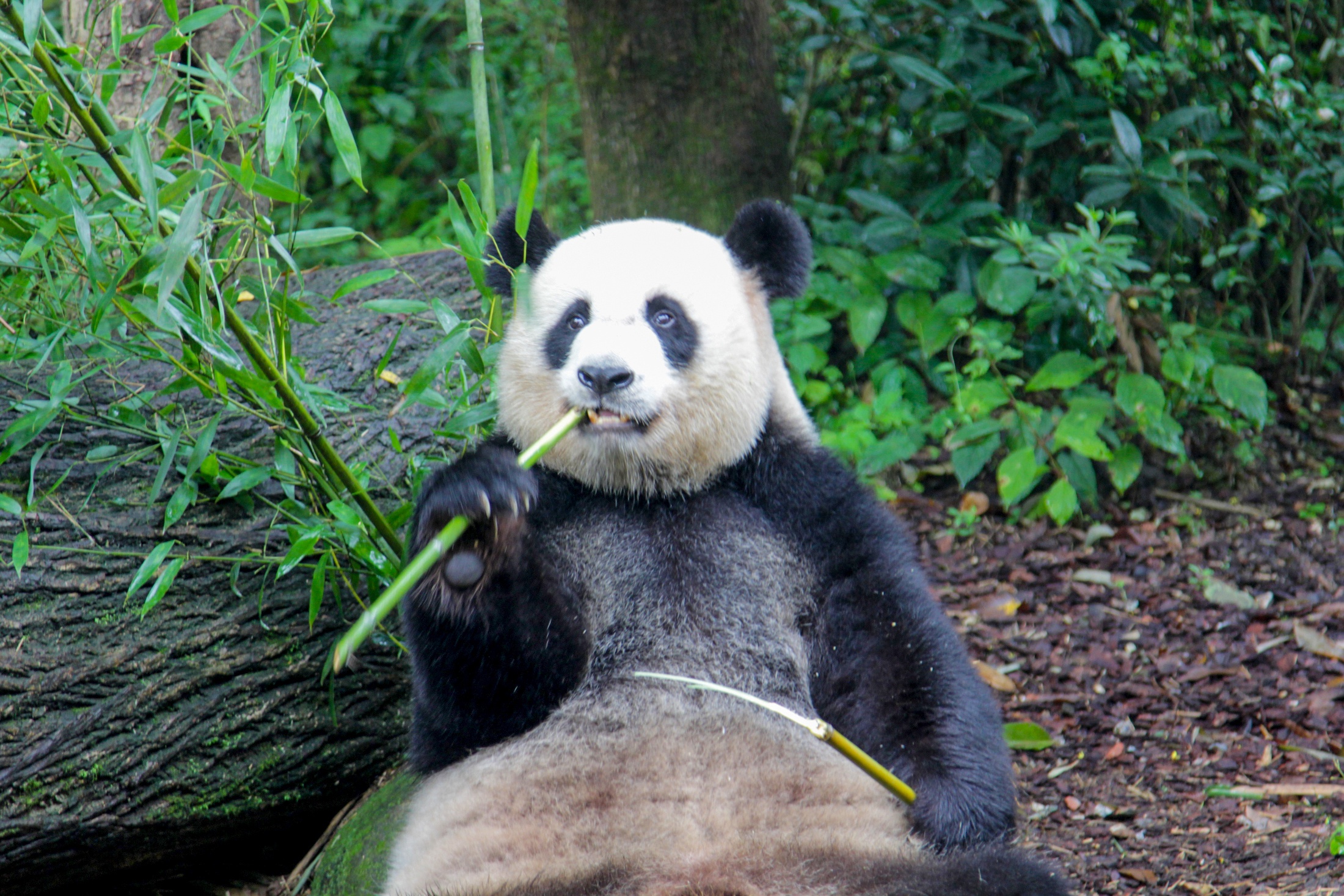 Большая панда - вид всеядных млекопитающих из семейства медвежьих.