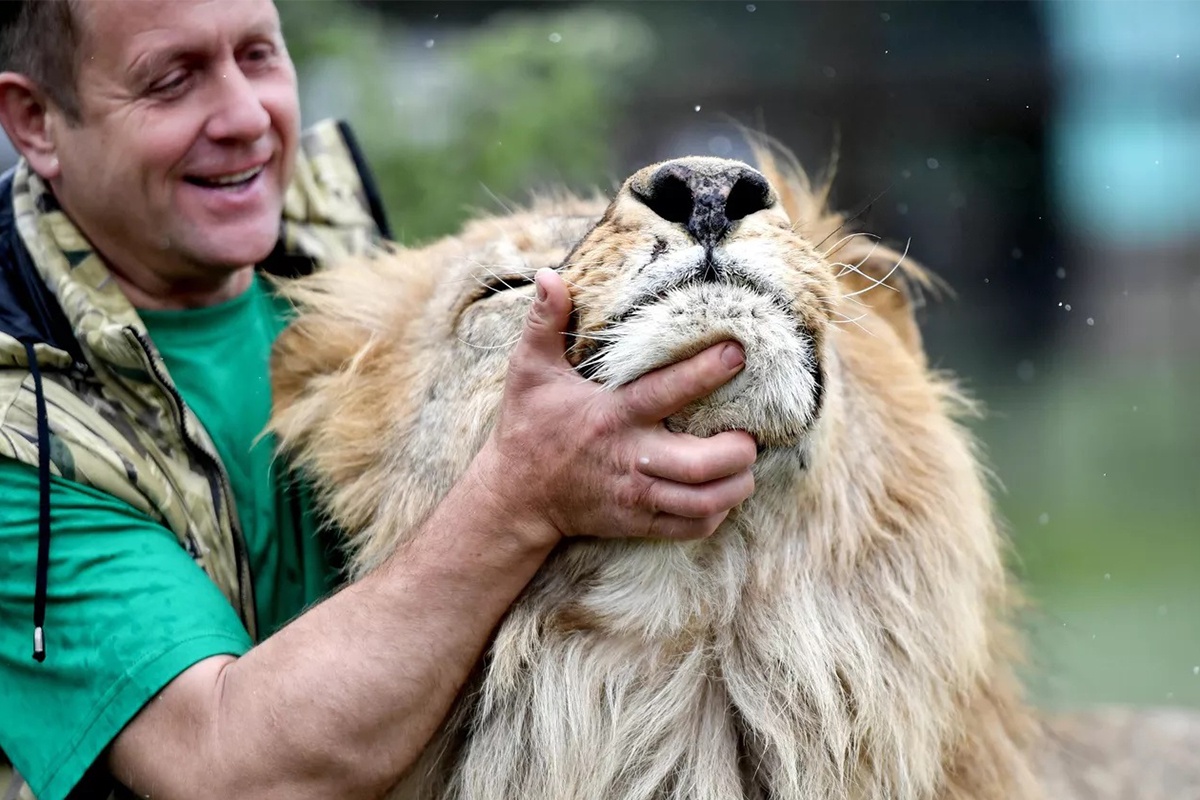 Льва, напавшего на директора Тайгана" Олега Зубкова, решили оставить в семейном прайде. 