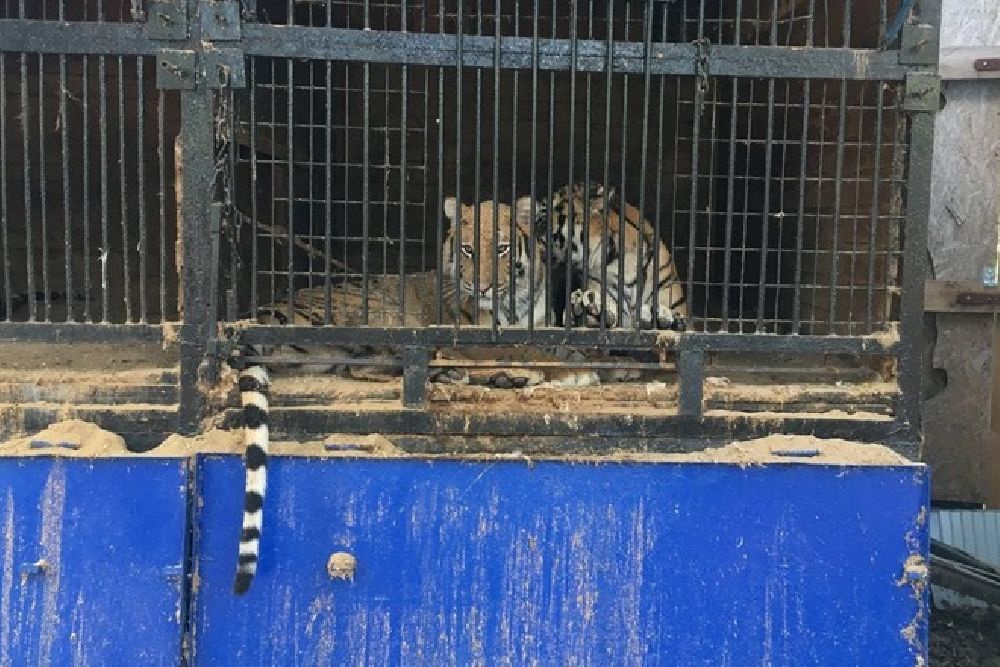 Сидящие в клетках хищники вызывают удручающее впечатление.