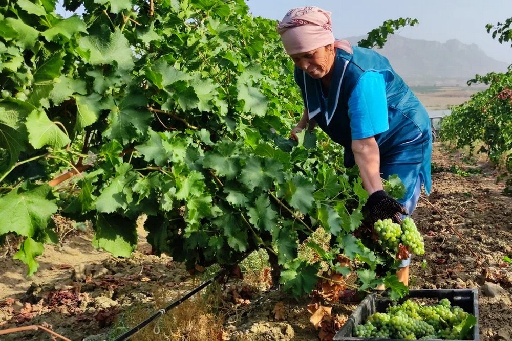 В 2025 году началась всеобщая инвентаризация виноградных насаждений в стране, а это чуть более 100 тысяч гектаров  в 21 регионе от Крыма до Тюменской области.