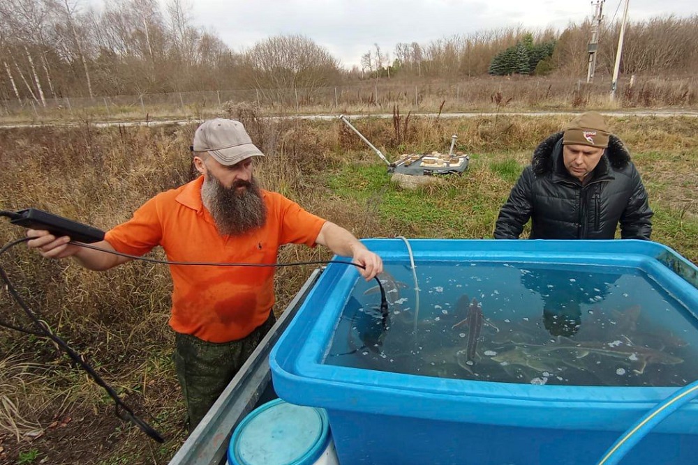 Члены брянского подводного клуба "Скат" купили 60 осетров, чтобы выпустить их в озеро.