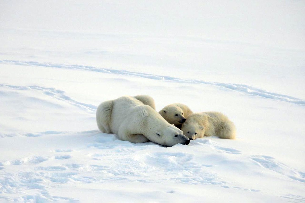 За месяц группа учетчиков преодолела около тысячи километров и зарегистрировала 455 белых медведей.