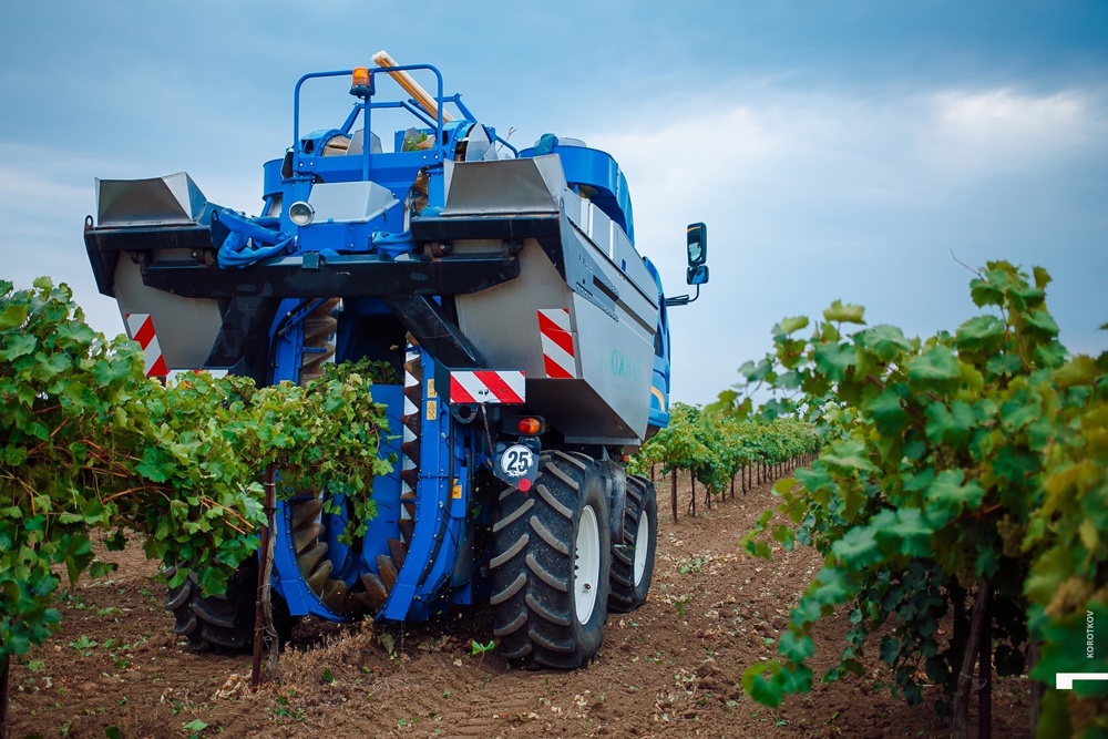 Новые комбайны помогли обеспечить максимально быстрый сбор ягоды на виноградных плантациях края