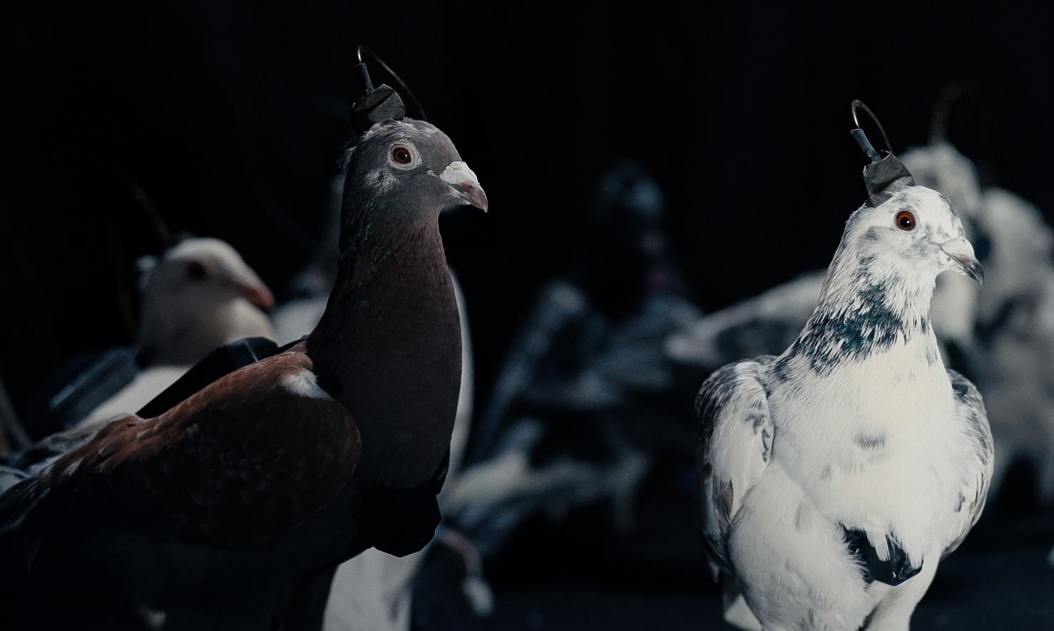 Голубь-биодрон PJN-1