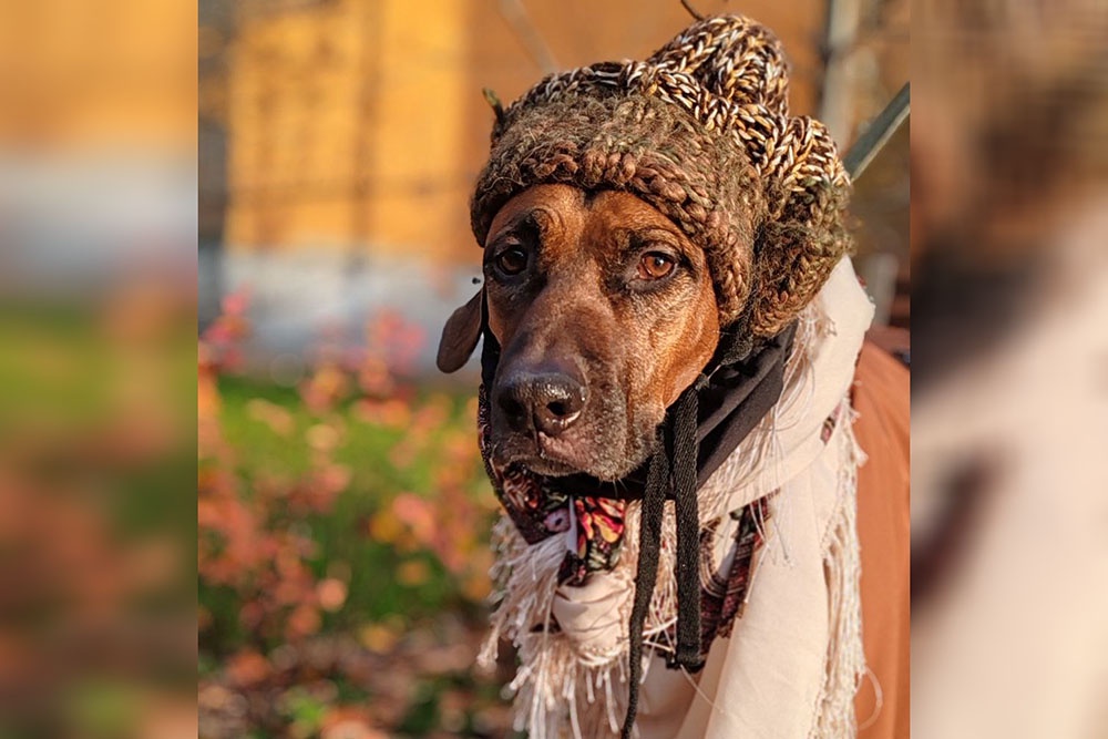 Собакам без густого подшерстка пригодится не только пальто, но и шапка.