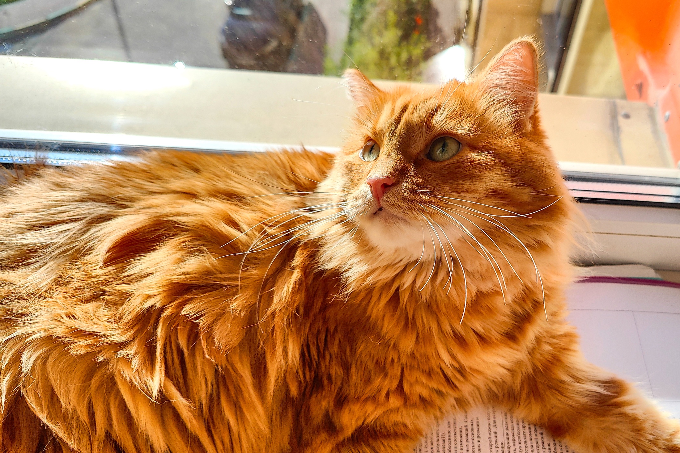 Рыжий. Охотник за комарами, пока ты спишь, он носится по тебе за добычей. Очень активный котик, пока не предложишь ему мягкое одеяло.