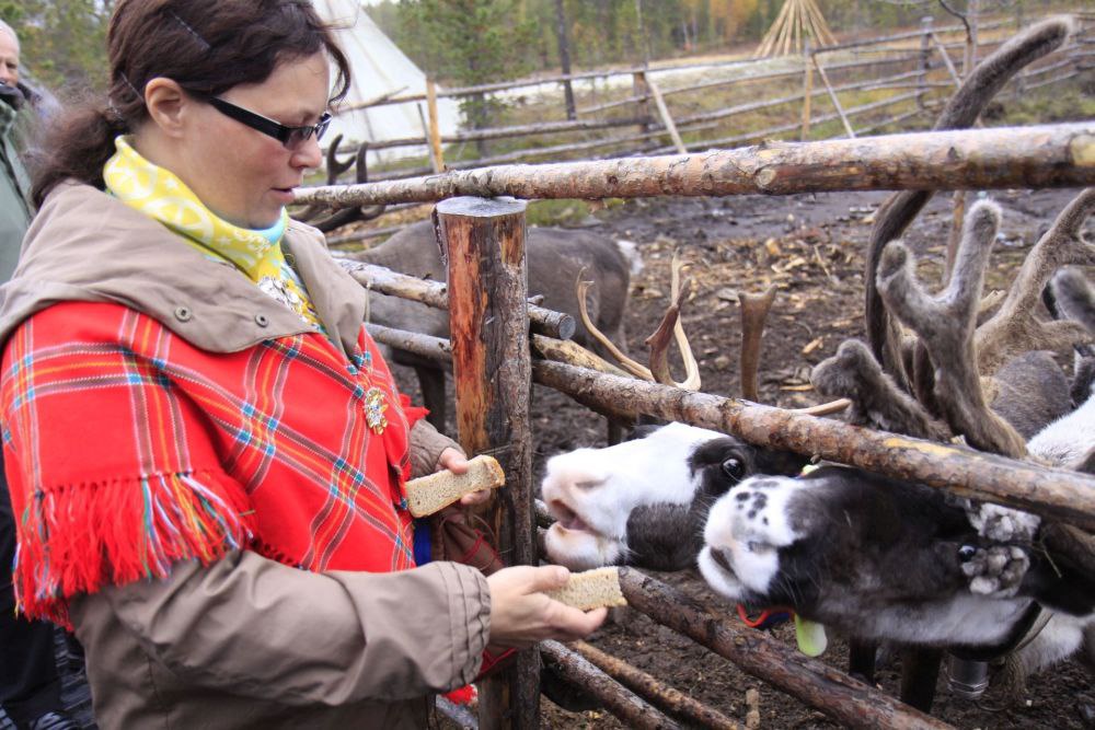 От качества кормовой базы  напрямую зависит существование  оленеводческих хозяйств,  их продуктивность и рентабельность.