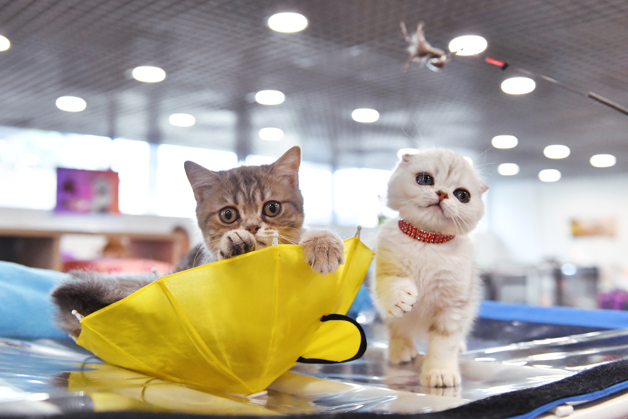 Котята породы скоттиш-страйт (шотландская прямоухая) и скоттиш-фолд (шотландская вислоухая). Котята породы скоттиш-страйт (шотландская прямоухая) и скоттиш-фолд (шотландская вислоухая).