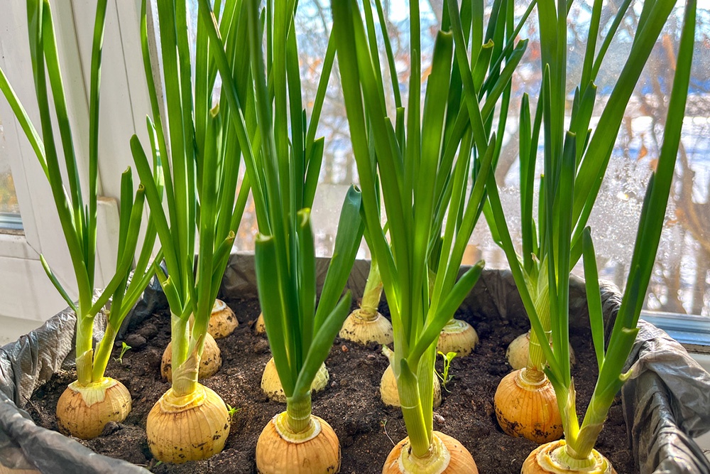 Для зимнего посева отдавайте предпочтение проверенным зимним сортам, которые хорошо переносят низкие температуры и подходят для вашего климата. 