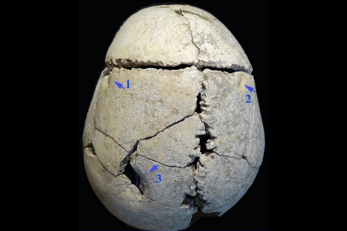 Анализ находок показал, что лев сбил с ног человека и несколько раз его укусил - серьезно повредил череп.