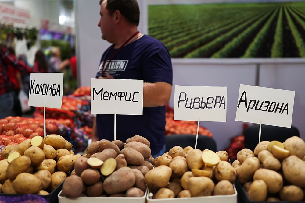 Отечественные сорта картофеля пока еще не могут вытеснить с прилавков зарубежные, но российские ученые и фермеры над этим активно работают.