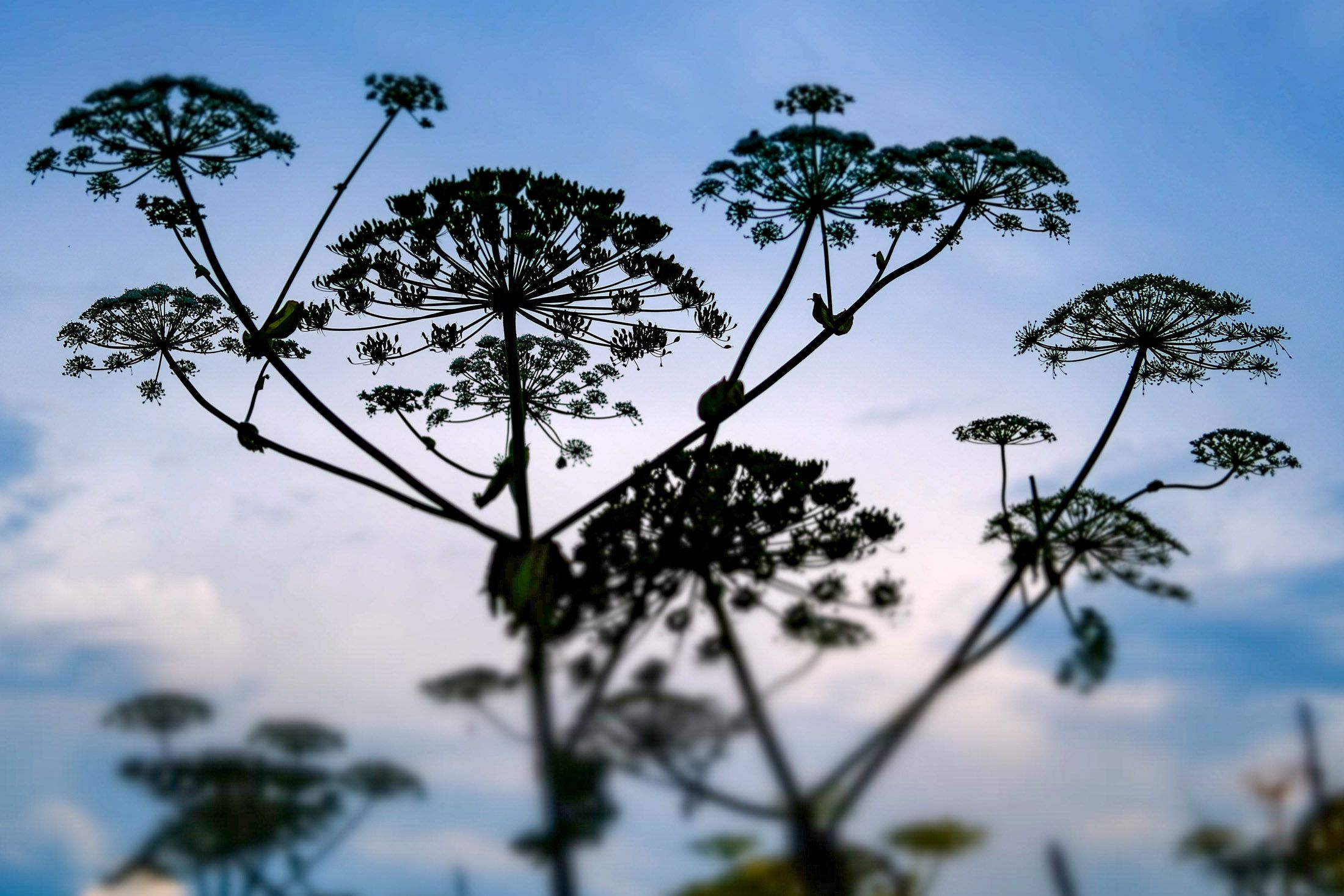 Борщевик Сосновского в Можайском районе Московской области. 