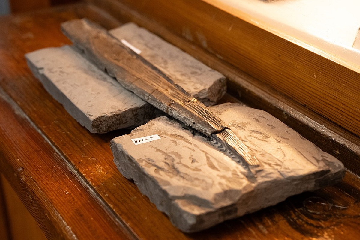 Плавник древней акулы нашли во время инвентаризации музейных экспонатов.