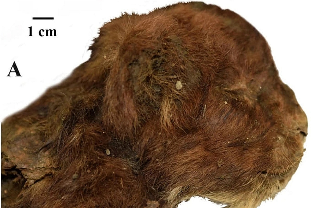 Останки саблезубого тигренка в мерзлоте сохранились почти идеально. Останки саблезубого тигренка в мерзлоте сохранились почти идеально.