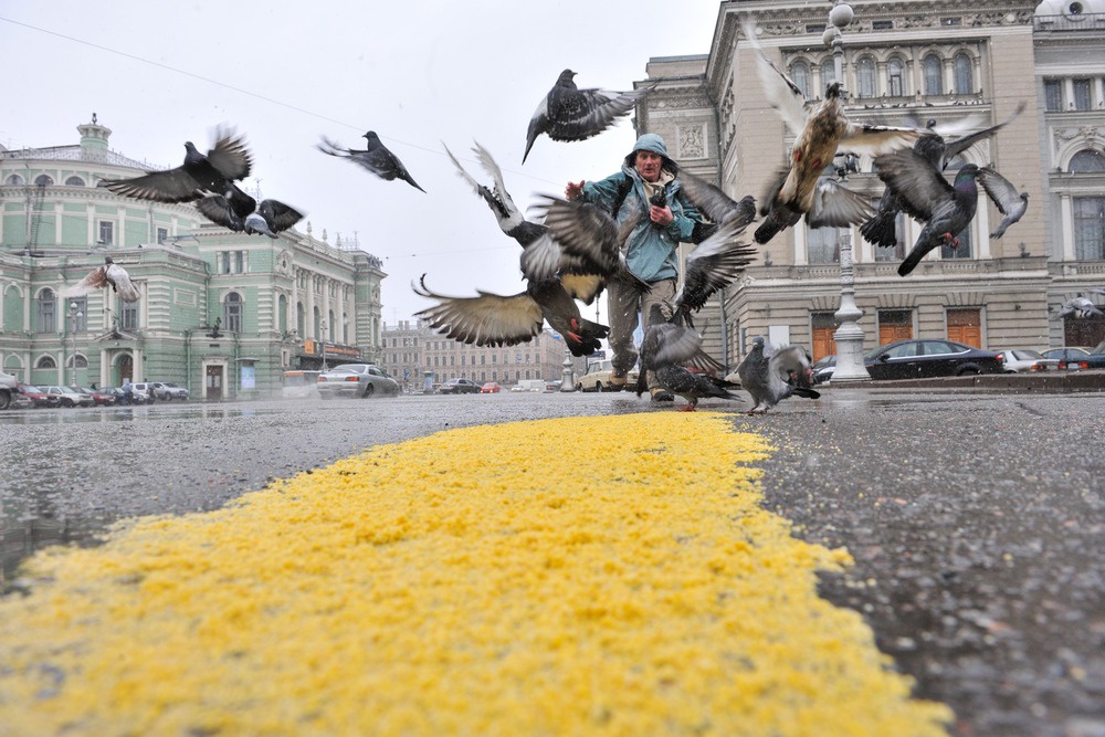 Люди уверены, что делают доброе дело, подкармливая городских птиц.