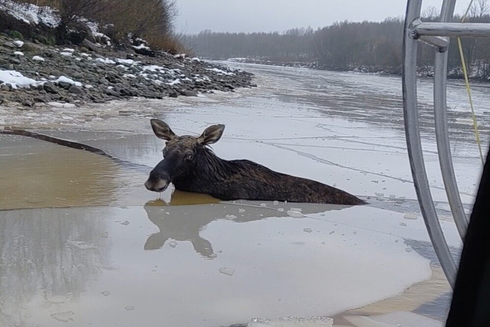 В Череповце спасатели вытащили из полыньи тонущего лося