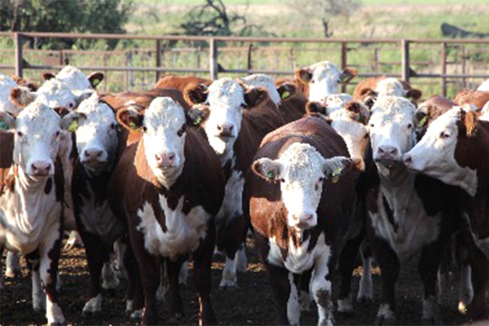 Чтобы есть хорошую говядину, ее надо получать от мясного скота.