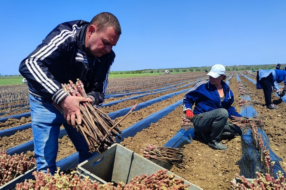 Будущее отрасли именно за малыми винодельнями. Им есть куда расти и где высаживать новые виноградники. 