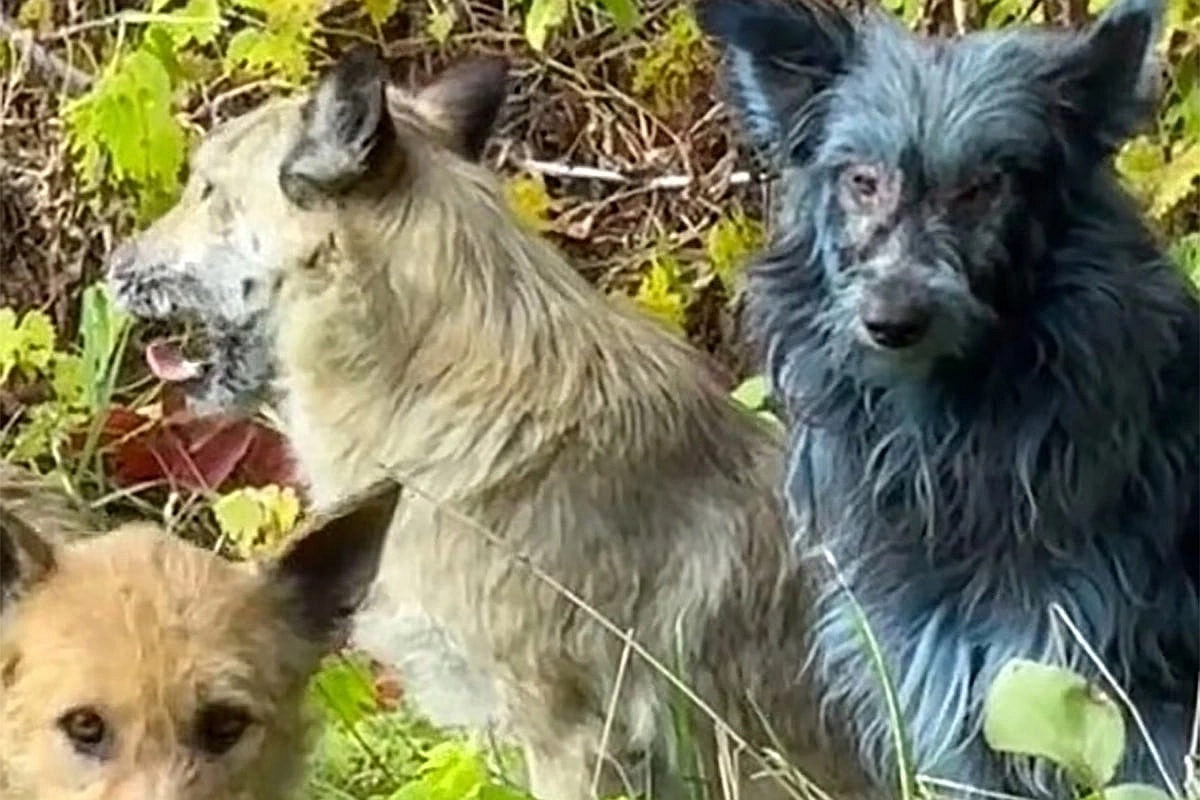 Синий окрас шерсти у трех собак из зоны отчуждения получил неожиданное объяснение.