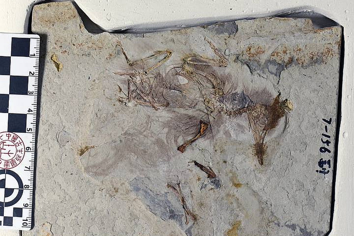 Бедняга Chromeornis funkyi  проглотила около 800 крошечных камешков и не выжила.