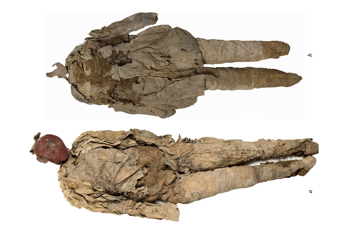 Растение, которое нашли внутри погребальной куклы, не растет на юге Сибири. На фото: погребальные куклы из могилы 4 Оглахтинского могильника. Растение, которое нашли внутри погребальной куклы, не растет на юге Сибири. На фото: погребальные куклы из могилы 4 Оглахтинского могильника.