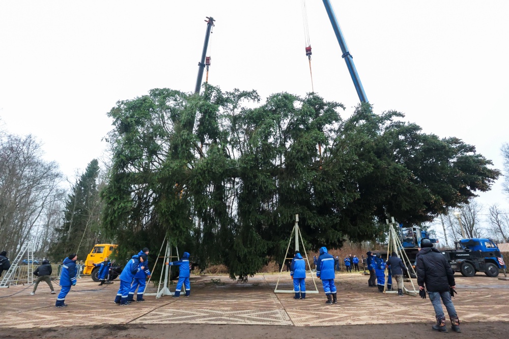 Лесной красавице 100 лет, она ростом 26 метров, ширина лап 11 метров, "талия" - 64 сантиметра.