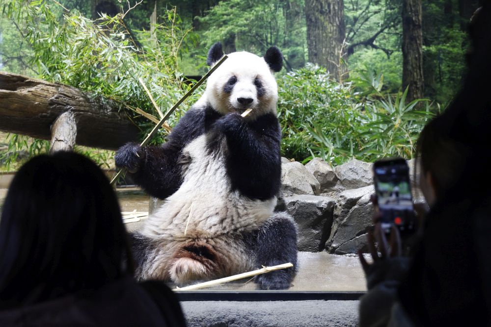 Большая панда Лей Лей в зоопарке Уэно. Большая панда Лей Лей в зоопарке Уэно.