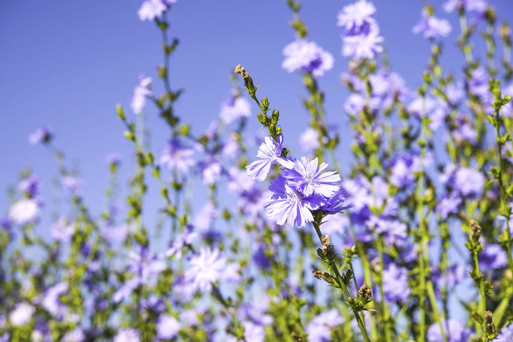 Цветки цикория в поле