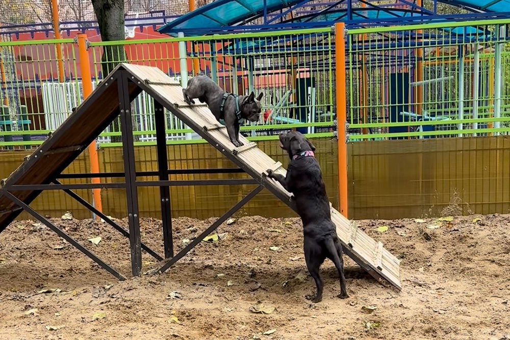 Правила выгула собак в России становятся все строже, но специальных мест для прогулок с четвероногими друзьями не хватает.