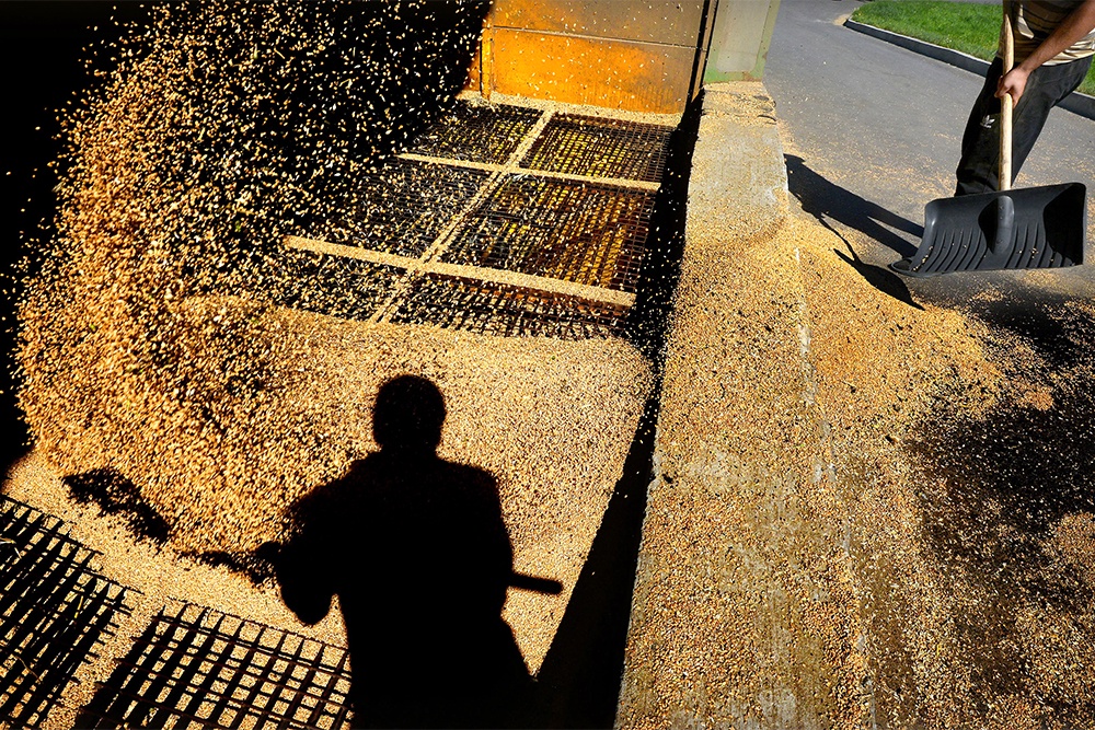 Прогноз урожая зерна в России по итогам 2025 года повышен со 135 до 137 млн тонн.