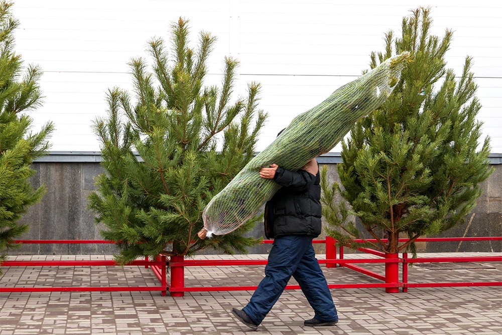 Найти в Москве елочный базар просто, сейчас открыто более 250 площадок в разных районах.