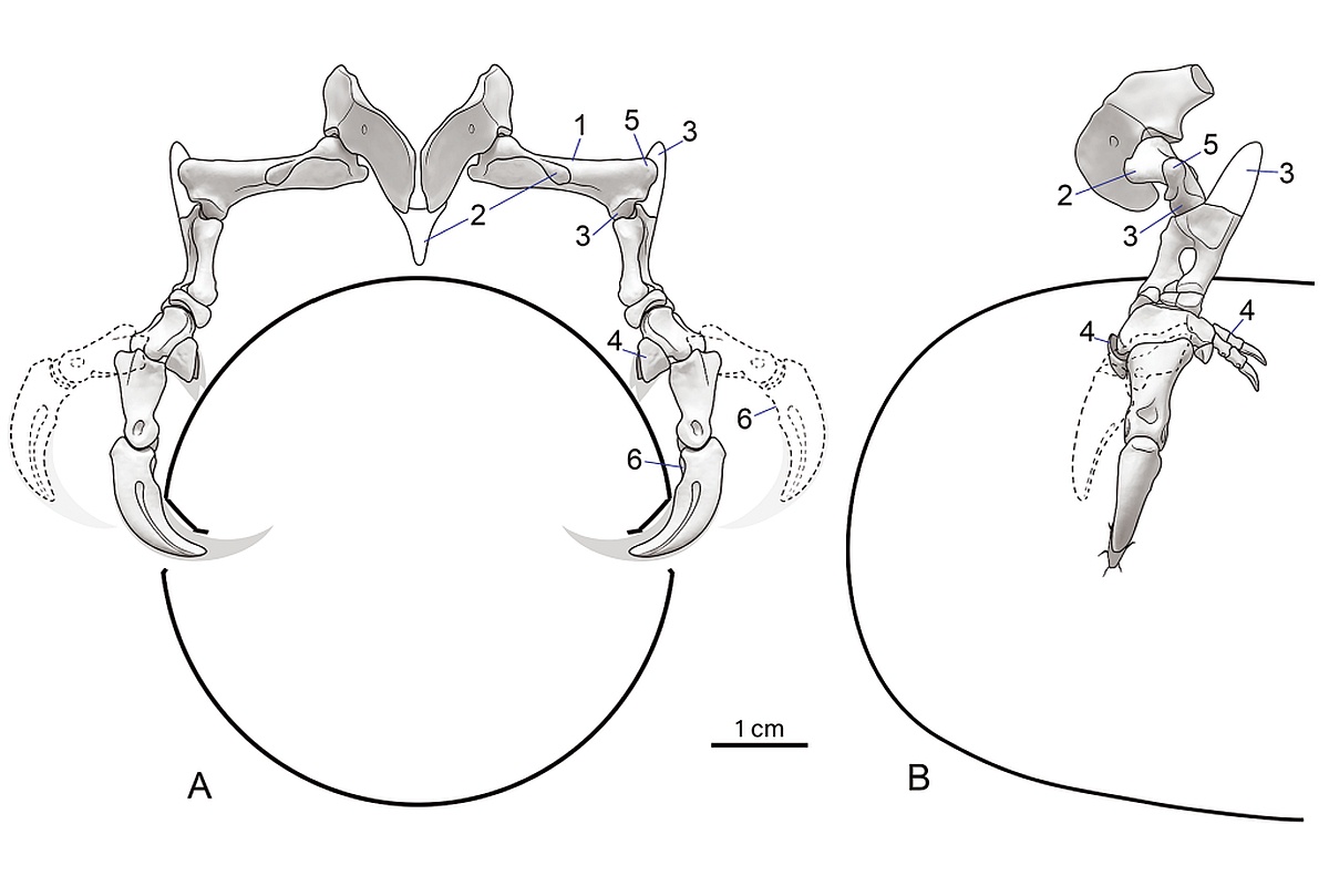 Реконструкция положения передних конечностей Manipulonyx reshetovi. Они были уникальным образом приспособлены для удержания и прокалывания яиц. Реконструкция положения передних конечностей Manipulonyx reshetovi. Они были уникальным образом приспособлены для удержания и прокалывания яиц.