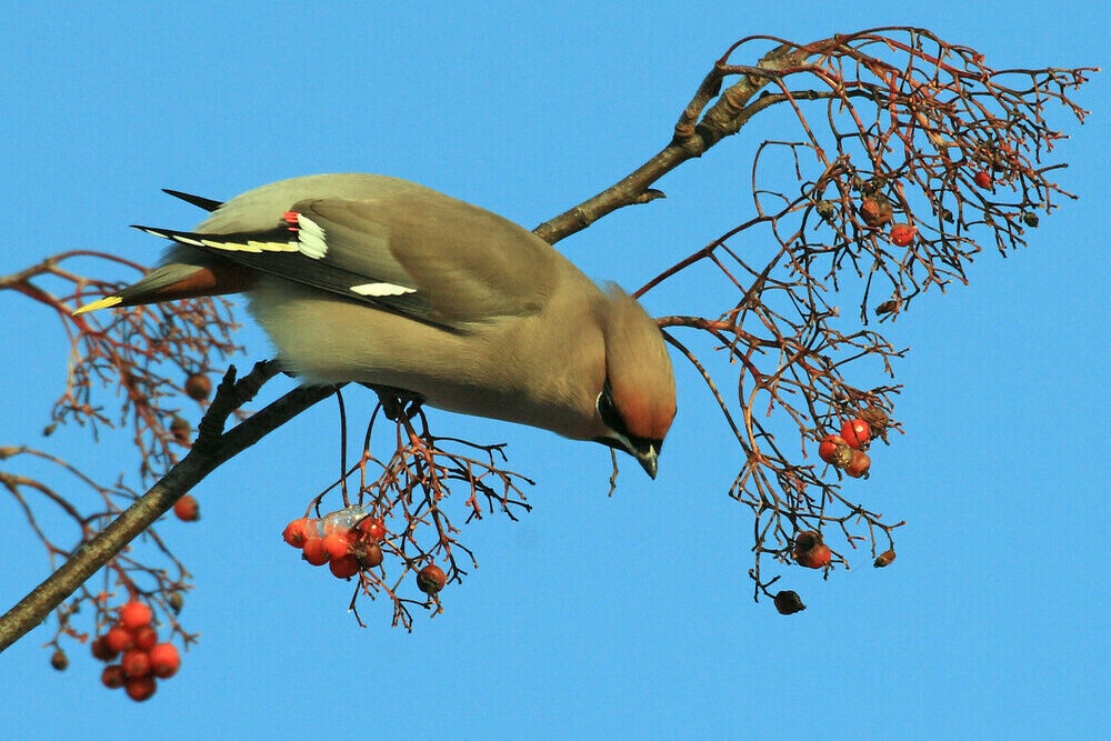 Свиристель. Он и его собратья - первые на рябиновом пиру Свиристель. Он и его собратья - первые на рябиновом пиру