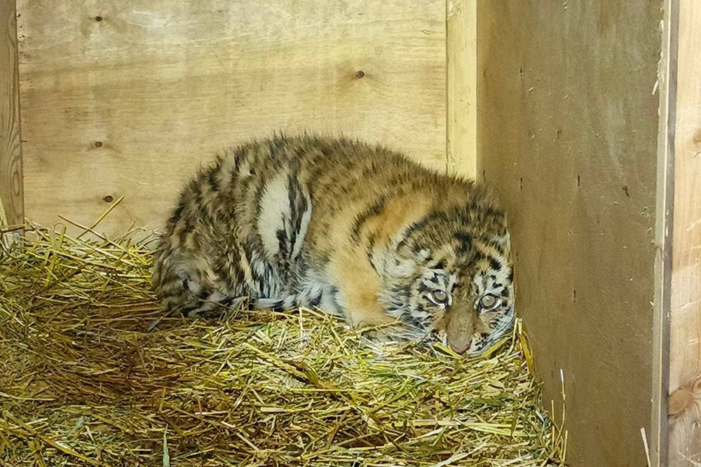 Спасенный тигренок не вернется в дикую природу