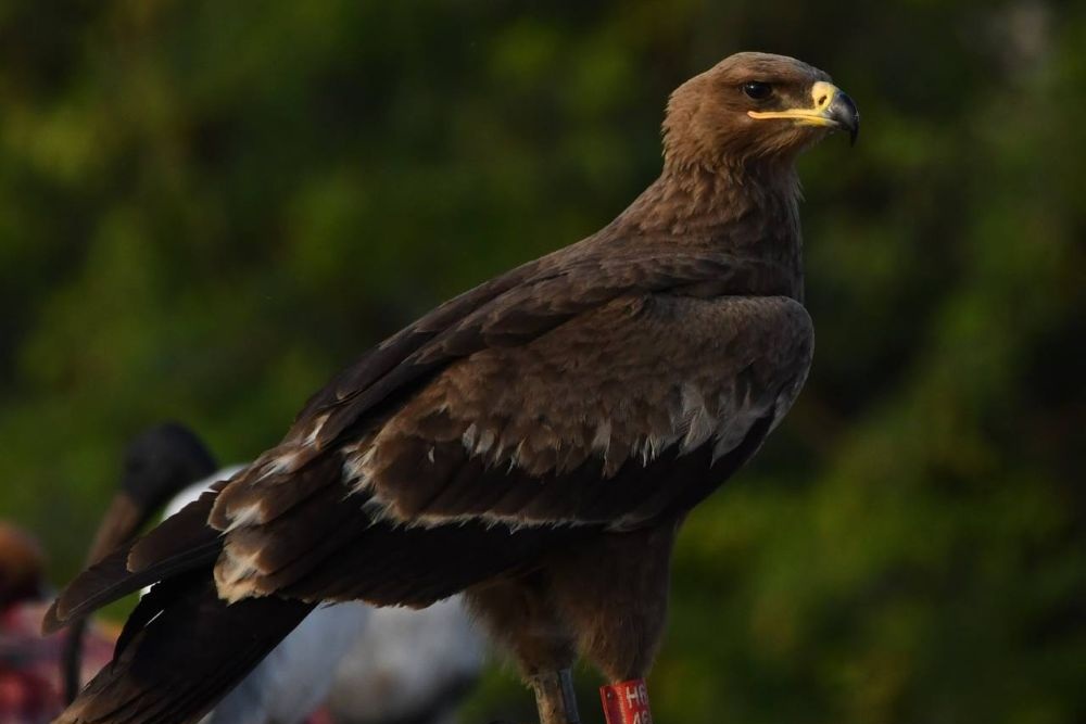 Калмыцкий степной орел пролетел больше десятка стран, чтобы оказаться в индийском штате Гуджарат.