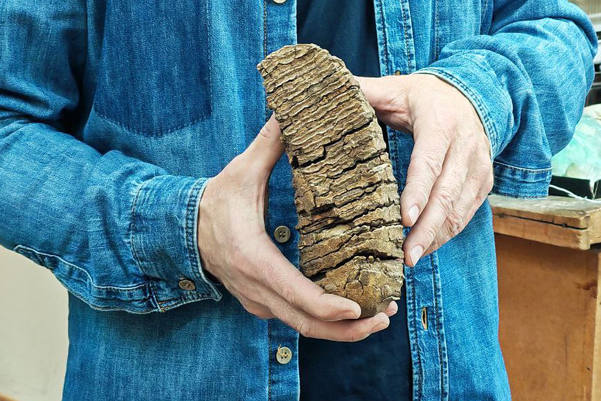 Ученые нашли новую причину вымирания древних гигантов, исследовав их зубы.