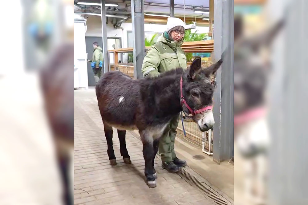 У Жорика необычная судьба - в зоопарке он оказался, можно сказать, после военной службы.