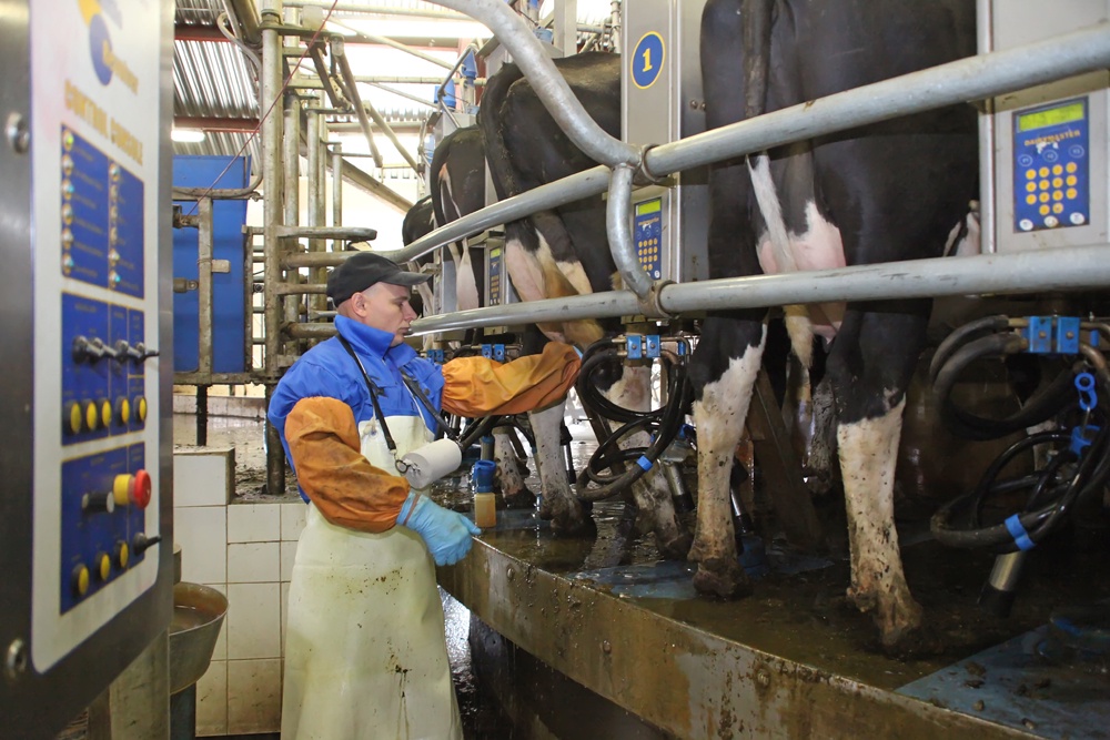 Современное оборудование позволяет значительно увеличить продуктивность молочного скота.