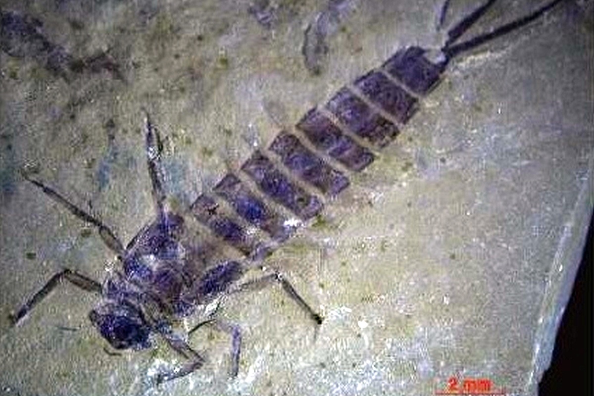  Ученые нашли здесь ископаемые личинки и нимфы поденок Proameletus caudatus (Sinitshenkova) - небольших древних крылатых насекомых. 