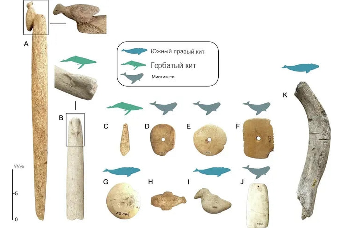 Артефакты из китовой кости, найденные в курганах ракушек.