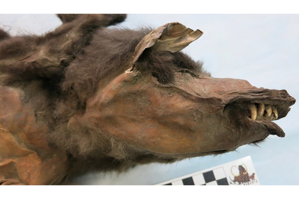 Геном шерстистого носорога из желудка сибирского волчонка (на фото) раскрыл тайну вымирания целого вида.