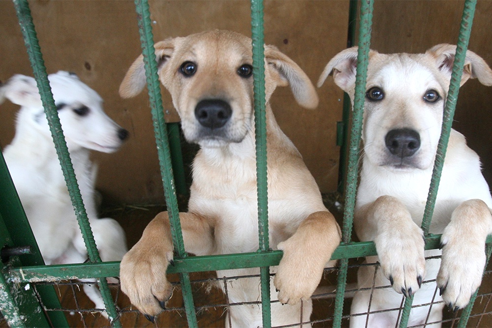 В Москве работают 13 городских приютов, где в настоящее время содержатся 15 тысяч собак и кошек.
