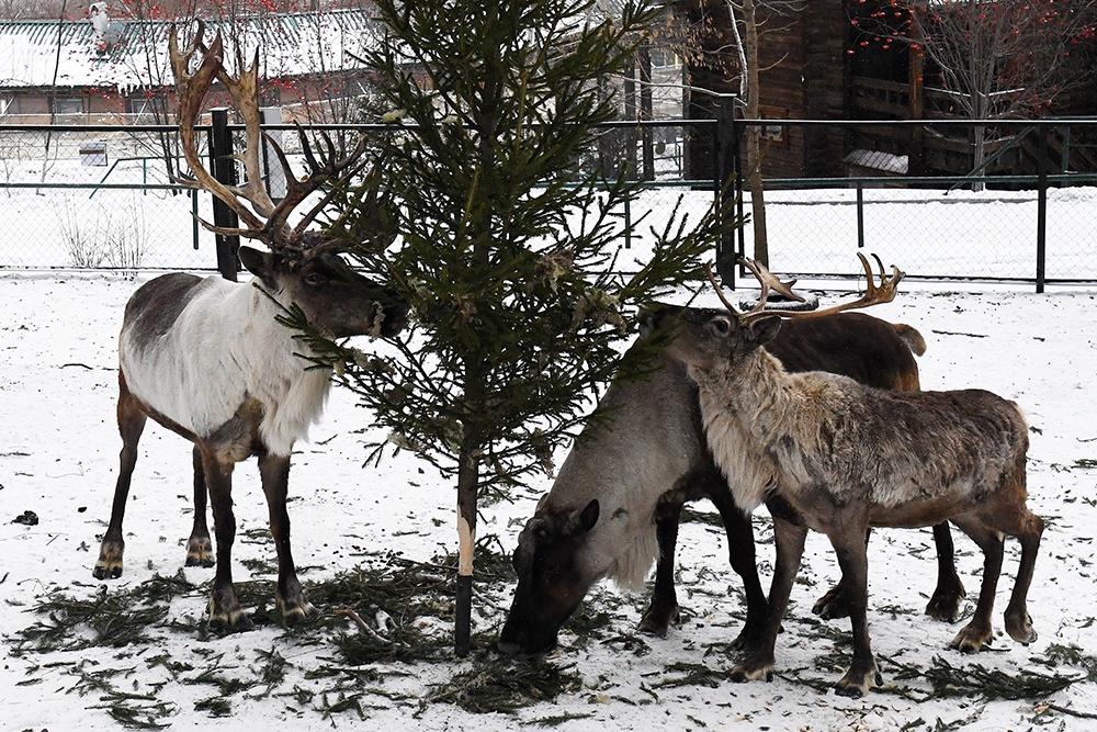 Новогодние елочки попадают в зоопарки и приюты для животных. Для зверей это и "витамины", и подстилка.